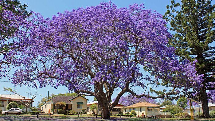 Jacaranda Tree