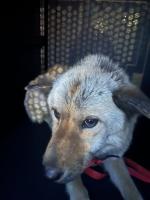 DOG, SHEPHERD/CHOW CHOW MIX, TAN, FEMALE, ADULT, NO MICROCHIP