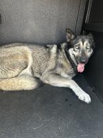 DOG, HUSKY MIX, BLACK/TAN, FEMALE, ADULT, NO MICROCHIP