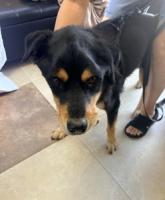 DOG, SHEPHERD MIX, BLACK/TAN, MALE, ADULT, NO MICROCHIP