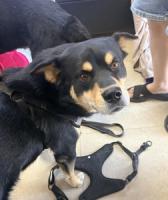 DOG, SHEPHERD MIX, BLACK/TAN, MALE, ADULT, NO MICROCHIP