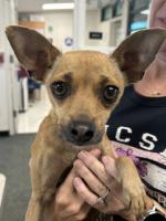 DOG, CHIHUAHUA, FEMALE, BROWN, ADULT, NO MICROCHIP