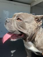 DOG, BULLDOG MIX, GRAY/WHITE, MALE, ADULT, NO MICROCHIP