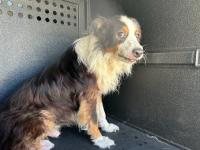 DOG, AUSTRALIAN SHEPHERD, TRI-COLOR BLACK/BROWN/WHITE, MALE, SENIOR, NO MICROCHIP