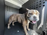 DOG, FRENCH BULLDOG, BROWN/WHITE, MALE, ADULT, NO MICROCHIP