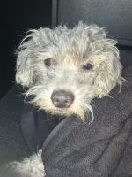 DOG, MINI SCHANUZER MIX, GRAY/WHITE, MALE, ADULT, NO MICROCHIP
