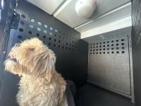 DOG, POODLE MIX, WHITE, MALE, ADULT, NO MICROCHIP