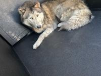DOG, HUSKY MIX, BLACK/WHITE, FEMALE, ADULT, NO MICROCHIP