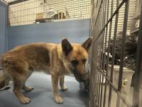 DOG, GERMAN SHEPHERD, BLACK/BROWN, FEMALE, ADULT, HAS MICROCHIP