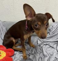 DOG, MINIATURE PINSCHER, FEMALE, BROWN/TAN, JUVENILE, NO MICROCHIP