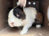 RABBIT, DOMESTIC SHORT HAIR, BLACK/WHITE/BROWN, ADULT, NO MICROCHIP
