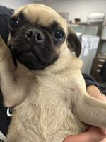 DOG, PUG, FEMALE, FAWN/BLACK, JUVENILE, NO MICROCHIP