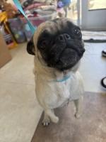 DOG, PUG, MALE, FAWN/BLACK, ADULT, HAS MICROCHIP