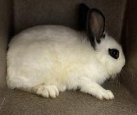 RABBIT, DOMESTIC SHORT HAIR, BLACK/WHITE, ADULT, NO MICROCHIP