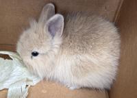 RABBIT, DOMESTIC SHORT HAIR, UNKNOWN SEX, TAN, JUVENILE, NO MICROCHIP
