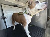 DOG, PITBULL MIX, FEMALE, TAN/WHITE, ADULT, HAS MICROCHIP