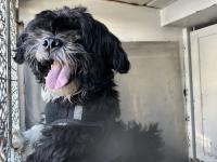 DOG, SHIH TZU, MALE, BLACK/WHITE, ADULT, WEARING HARNESS, NO MICROCHIP