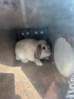 RABBIT, LOP EAR, UNKNOWN SEX, WHITE/GRAY, ADULT, NO MICROCHIP