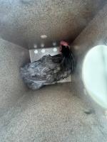 CHICKEN, UNKNOWN SEX, BLACK/GRAY, ADULT