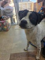 DOG, PITBULL MIX, BLACK/WHITE SPOTTED, MALE, JUVENILE, UNALTERED, NO MICROCHIP