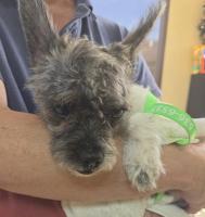 DOG, TERRIER/CHIHUAHUA MIX, UNKNOWN SEX, WHITE/GREY, ADULT, NO MICROCHIP