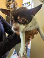 DOG, CHIHUAHUA MIX, MALE, WHITE/BROWN, ADULT, NO MICROCHIP