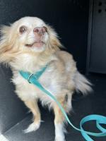 DOG, PAPILLON-TYPE MIX, TAN/WHITE, MALE, NO MICROCHIP