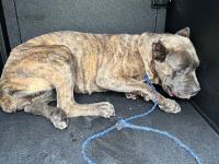DOG, CANE CORSO, BRINDLE COLOR, FEMALE, ADULT, NO MICROCHIP