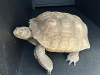 Desert Tortoise 
