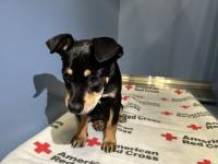 DOG, SHEPHERD MIX, FEMALE, BLACK/WHITE, JUVENILE/PUPPY, NO MICROCHIP