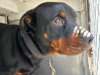 DOG, ROTTWEILER, FEMALE, BLACK/TAN, ADULT, NO MICROCHIP, WEARING BLACK COLLAR WITH NO TAGS