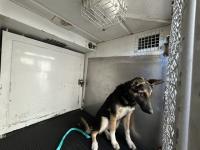 DOG, GERMAN SHEPHERD, FEMALE, BLACK/BROWN, JUVENILE, NO MICROCHIP, WEARING PINK COLLAR