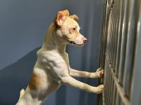 DOG, CHIHUAHUA MIX, MALE, WHITE/TAN, ADULT, NO MICROCHIP