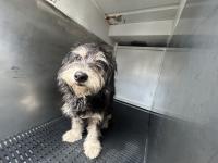 DOG, TERRIER MIX, MALE, BLACK/TAN, ADULT, NO MICROCHIP