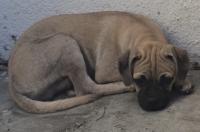 DOG, PUG MIX, MALE, FAWN/BLACK, JUVENILE, NO MICROCHIP