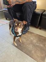 DOG, CHIHUAHUA MIX, MALE, BROWN/TAN, ADULT, HAS MICROCHIP