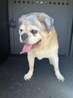 Older Pug
