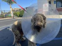 DOG, GOLDEN DOODLE, MALE, TAN, ADULT, NO MICROCHIP